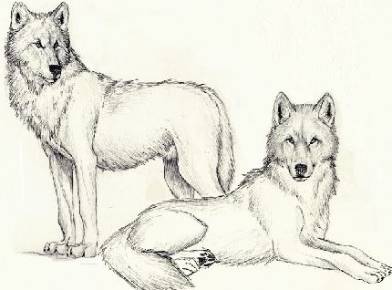 anime wolves drawings. wolf drawings Image