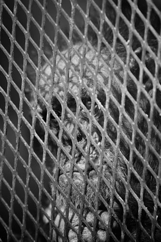 IMAGE: http://i123.photobucket.com/albums/o295/jjee4301/Chestatee%20Wildlife%20Preserve/IMG_5835.jpg