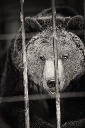 IMAGE: http://i123.photobucket.com/albums/o295/jjee4301/wildlife/IMG_5845-Edit.jpg