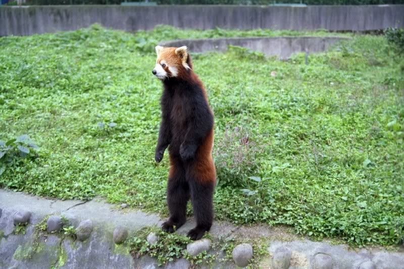 red panda standing. Standing Red Panda Pictures,
