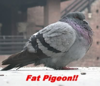 fatpigeon.jpg