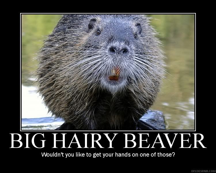 Big Hairy Beavers 100