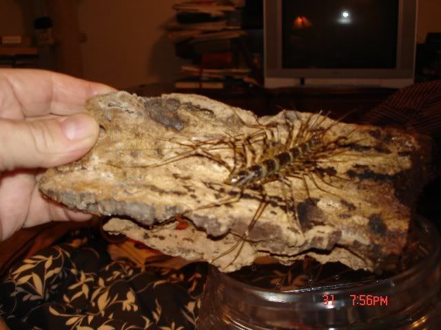 Giant Cave Centipede