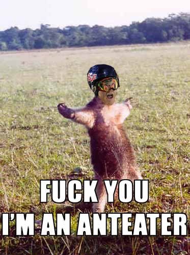 fuck_you_im_an_anteater.jpg