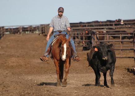 feedlot1_zps19c90c7b.jpg