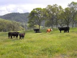 feedlot2_zpsa1a027fa.jpg