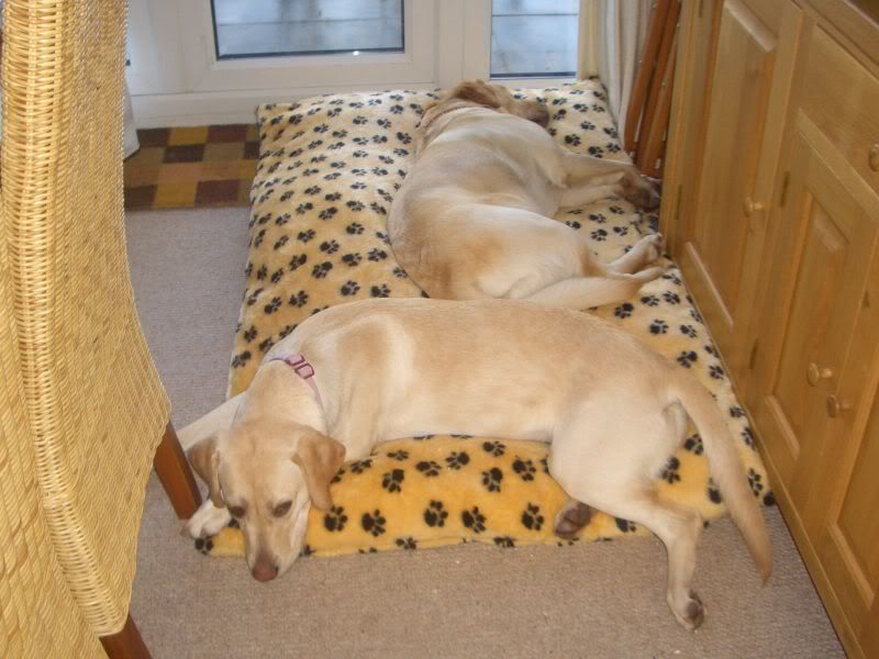 Picture086.jpg comfy new bed image by lizeo_photos