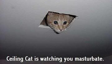 ceilingcat0ac.jpg