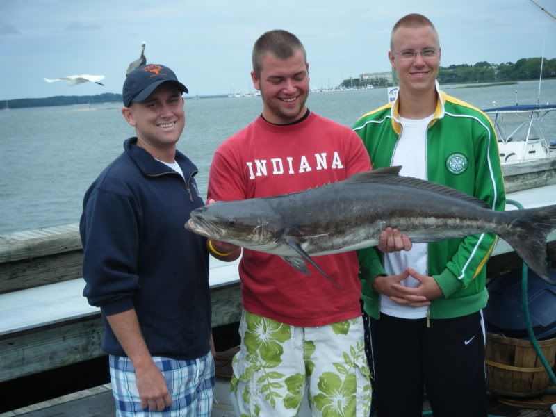 Cobia Rigs