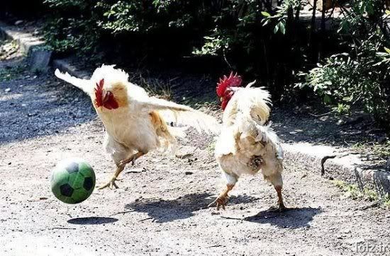 footballingchickens.jpg