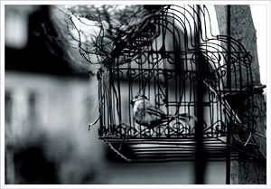 bird in a cage Pictures, Images and Photos