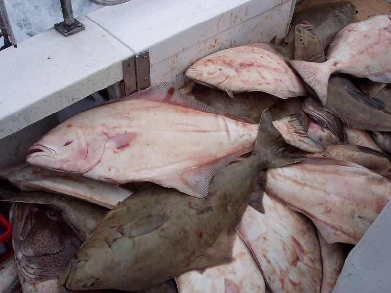 FishInTheHold12.jpg