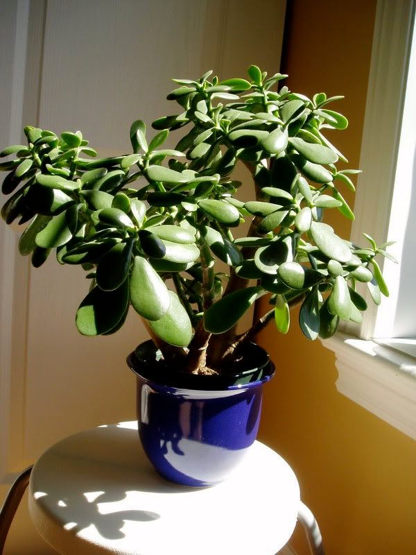 Jade plant with major soil compaction!
