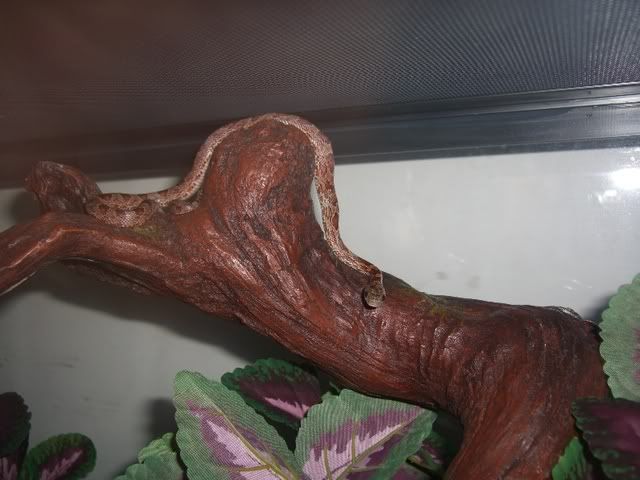 JasminesTree002_800.jpg