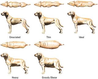 how much does your puppy weigh? - Golden Retrievers : Golden Retriever