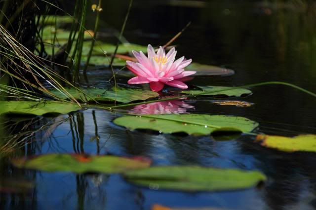 IMAGE: http://i123.photobucket.com/albums/o308/blinkeredfilly/IMG_6520_zps5b97a85a.jpg