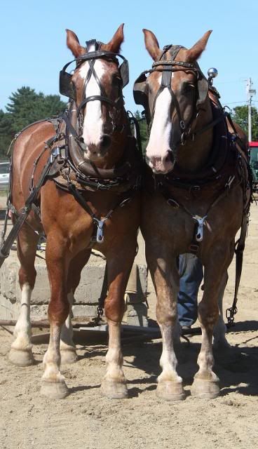 IMAGE: http://i123.photobucket.com/albums/o308/blinkeredfilly/IMG_6884_zps6101025c.jpg