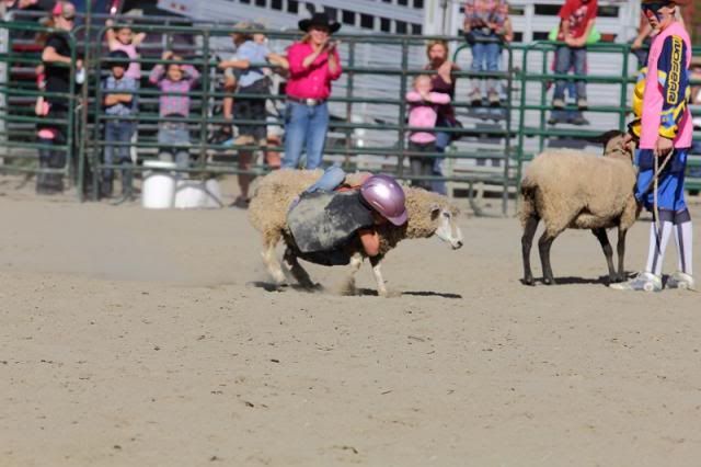 IMAGE: http://i123.photobucket.com/albums/o308/blinkeredfilly/IMG_7477_zps6bc759ef.jpg