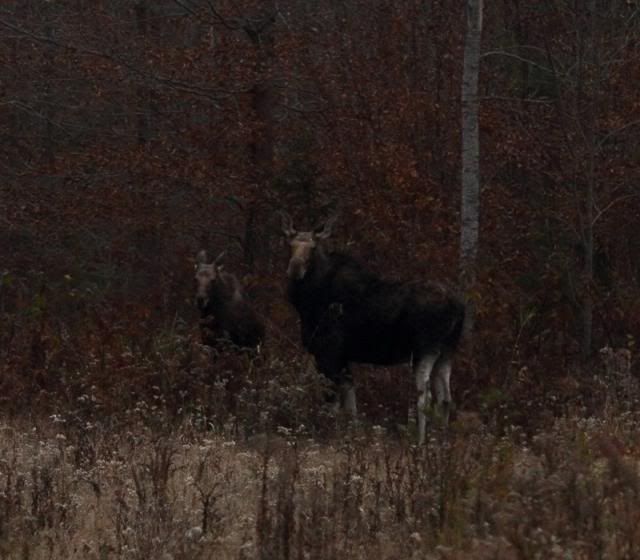 IMAGE: http://i123.photobucket.com/albums/o308/blinkeredfilly/IMG_7853_zps08ced005.jpg