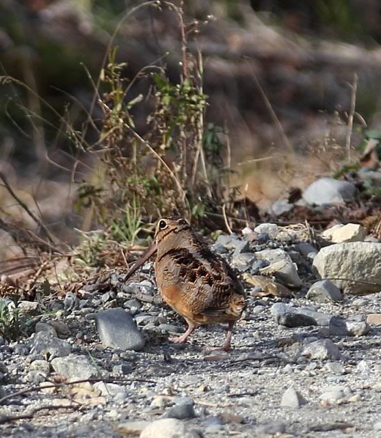 IMAGE: http://i123.photobucket.com/albums/o308/blinkeredfilly/IMG_7891_zps56c7c2b2.jpg