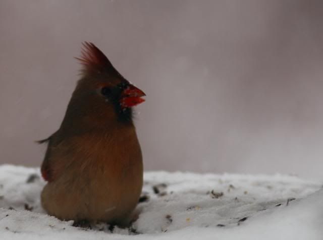 IMAGE: http://i123.photobucket.com/albums/o308/blinkeredfilly/IMG_8039_zps4dcef924.jpg