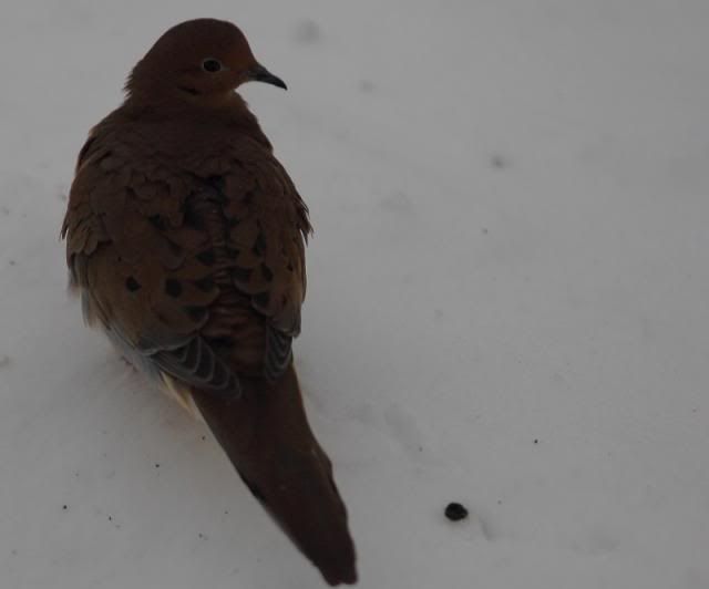 IMAGE: http://i123.photobucket.com/albums/o308/blinkeredfilly/IMG_8042_zps31e6f476.jpg