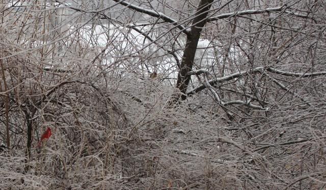 IMAGE: http://i123.photobucket.com/albums/o308/blinkeredfilly/IMG_8056_zps0f6fedfd.jpg