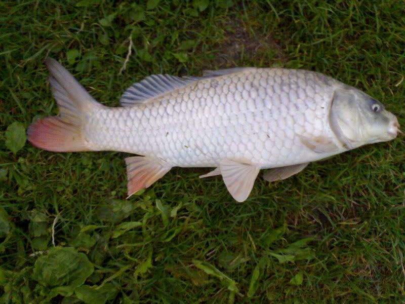 18LBcommon.jpg