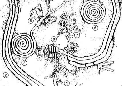 daco2ye.jpg picture by lacvietdontoan