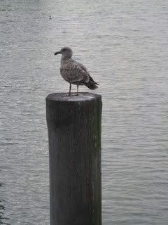 IMG_1943.jpg picture by lacvietdontoan