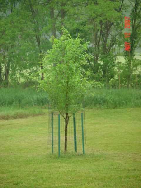 Tree Cages