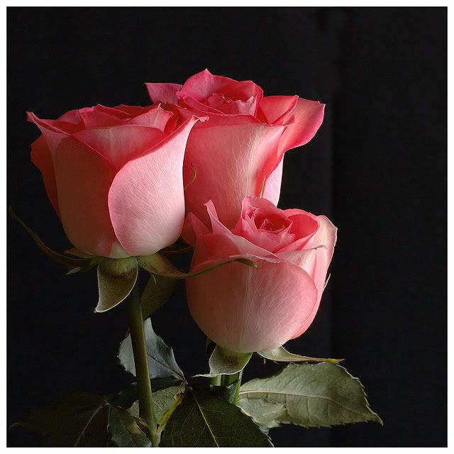 Pink Roses Pictures, Images and Photos