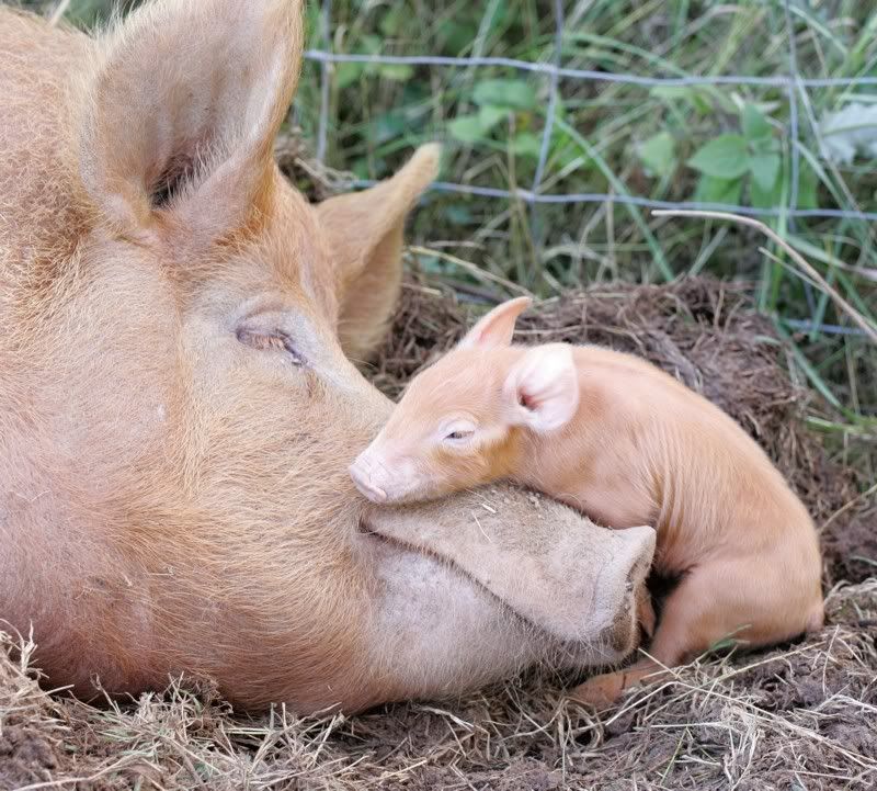 pigbaby.jpg Baby image by limabeanlover
