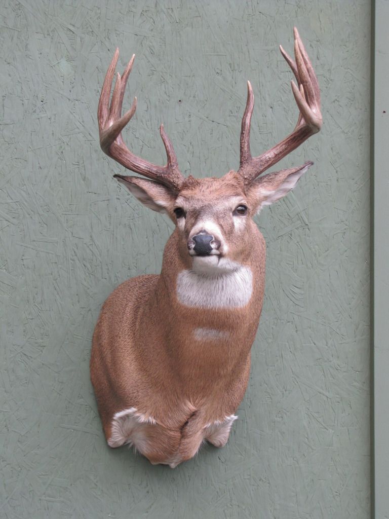 Need ideas on a deer shoulder mount - Page 2