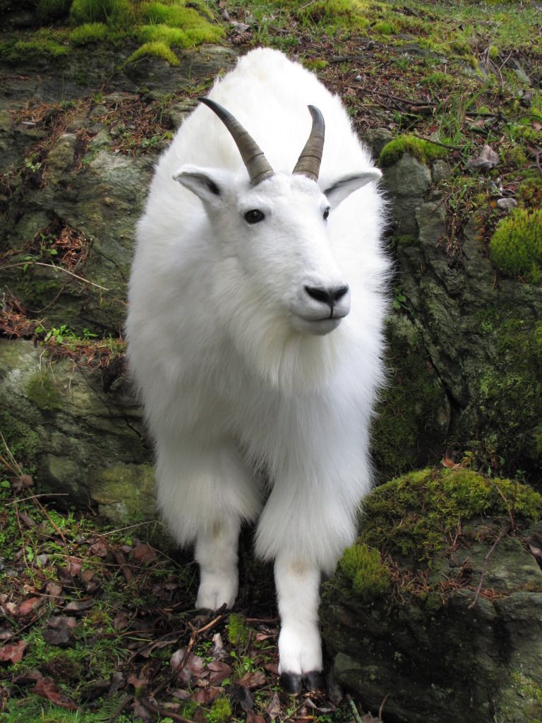 Goat155.jpg