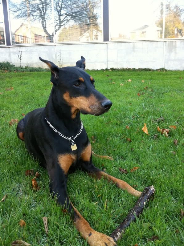 champagne doberman