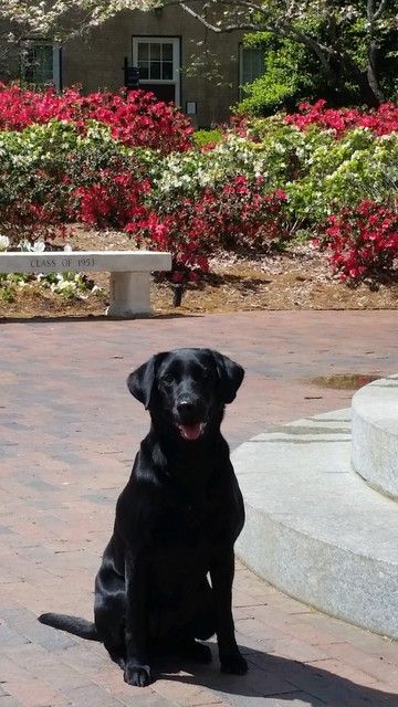 blue heaven labradors