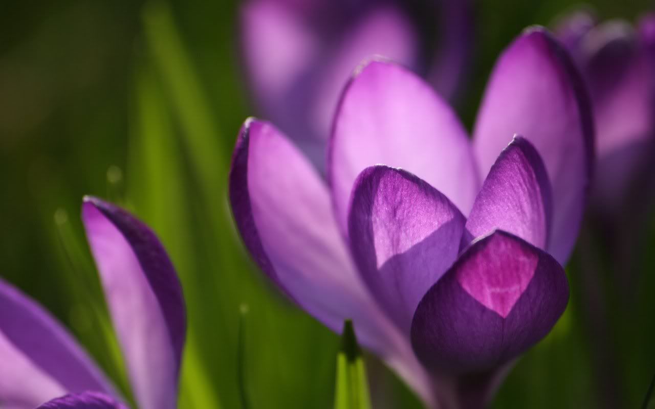 crocus Pictures, Images and Photos