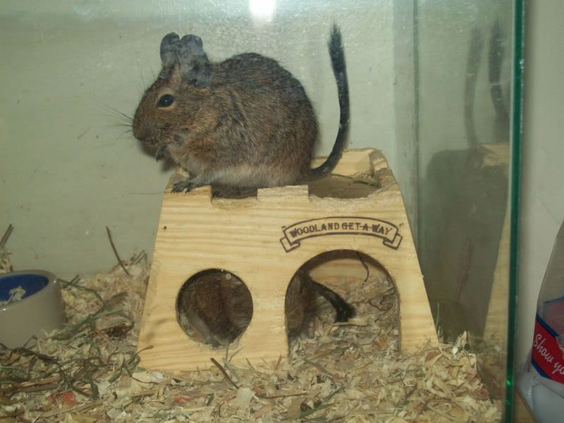 Degu1.jpg