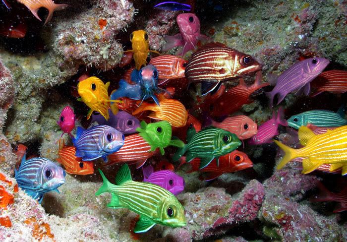 psycofish.jpg