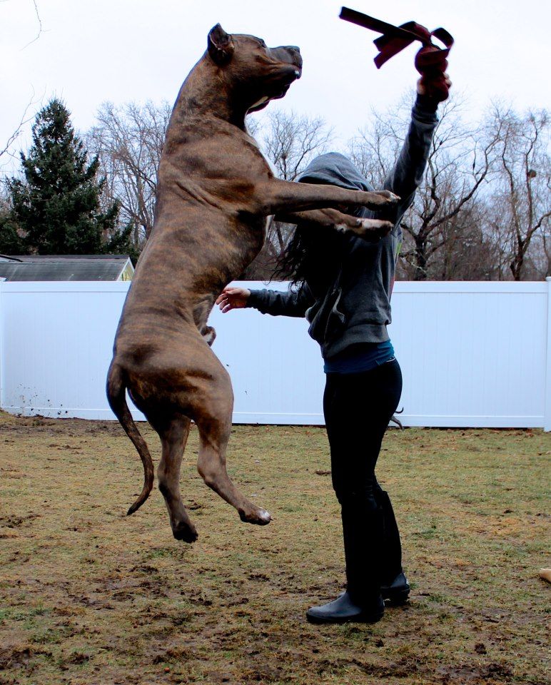 large Bully Pitbulls XXL Pitbull Kennels Pitbull Puppies For Sale