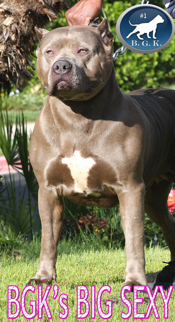 Best XL Bully Pitbulls for sale