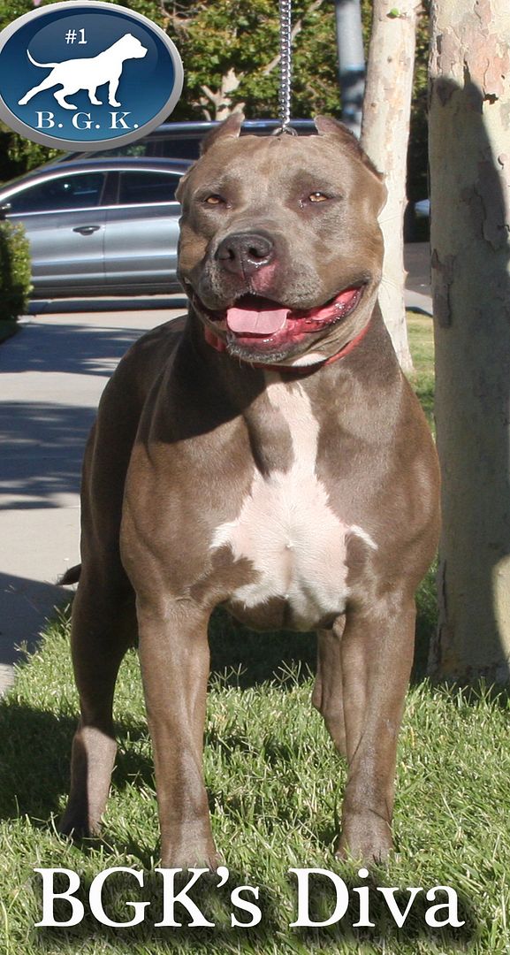 Best XL Bully Pitbulls for sale