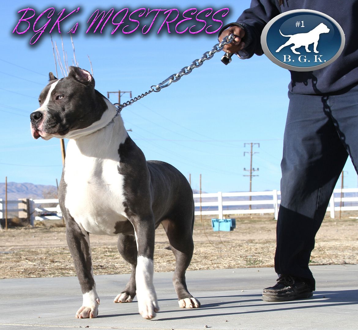 photo BGKsMistress11months_zpsc486831e.jpg