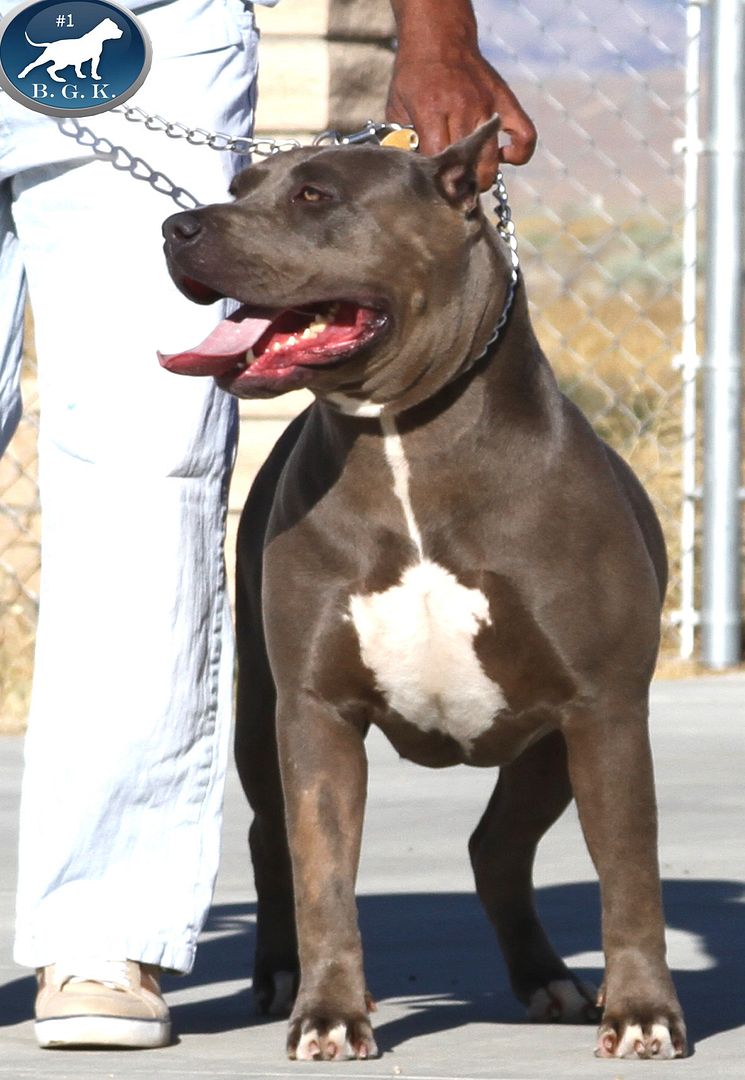 XL BIG PITBULL PUPPIES FOR SALE PITBULL PUPPY