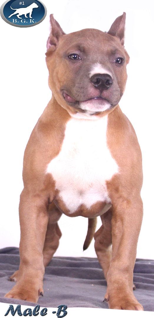 Big Gemini Bully Pitbulls, Blue pitbull Pitbull breeders Pitbull kennels American Pitbull