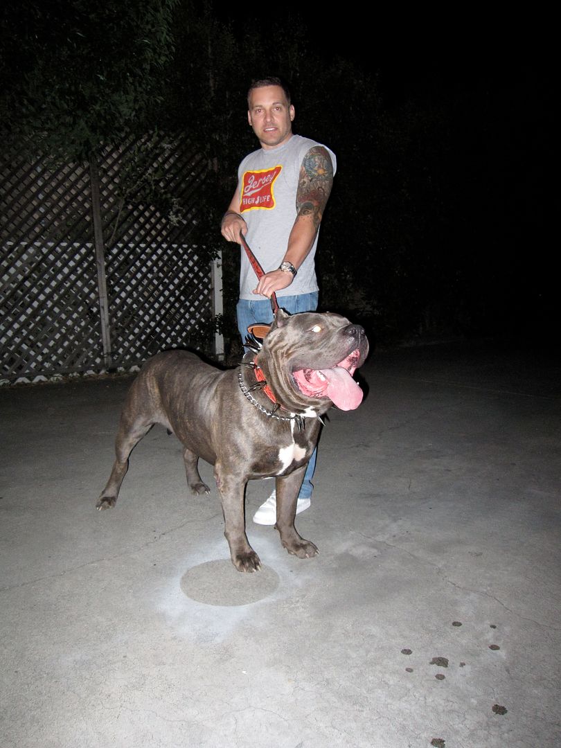 Best XL Bully Pitbulls for sale