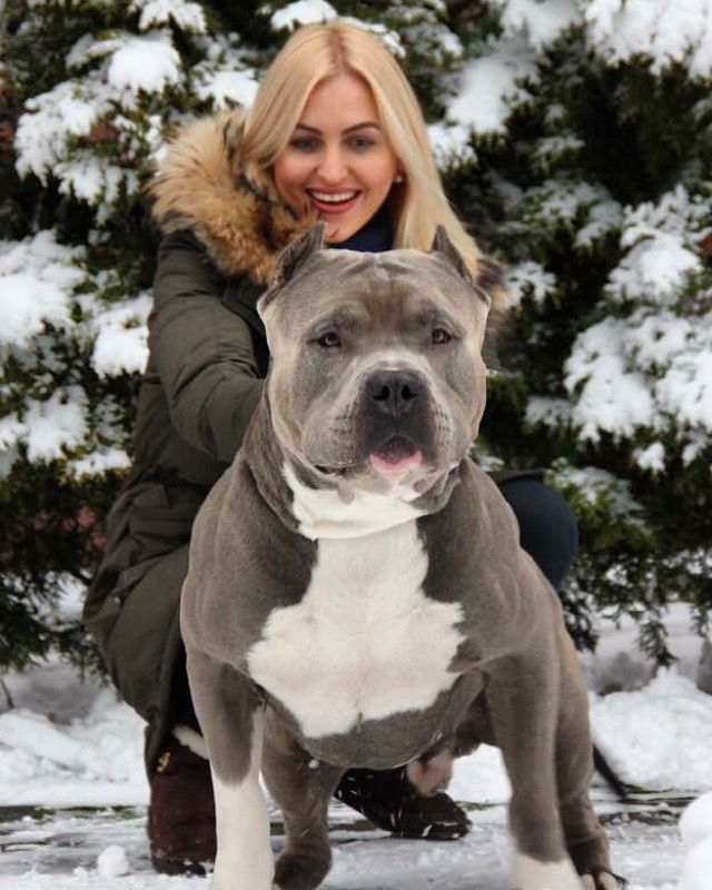 large Bully Pitbulls XXL Pitbull Kennels Pitbull Puppies For Sale