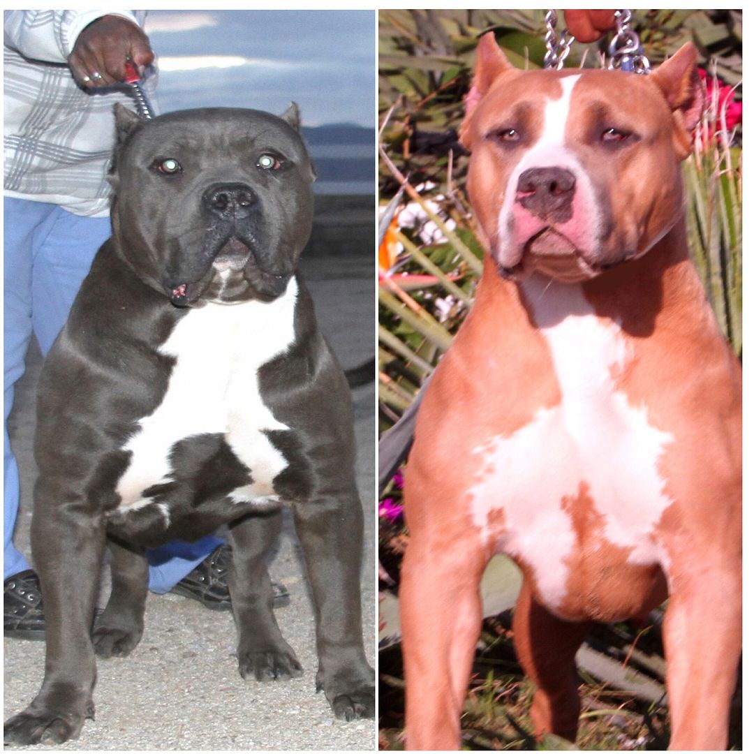 XL BIG PITBULL PUPPIES FOR SALE PITBULL PUPPY