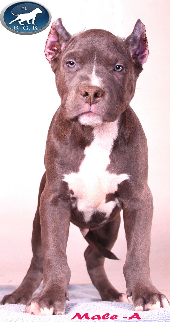 #BGK Bloodline Male A photo Male A1_zpsznonq7fw.jpg